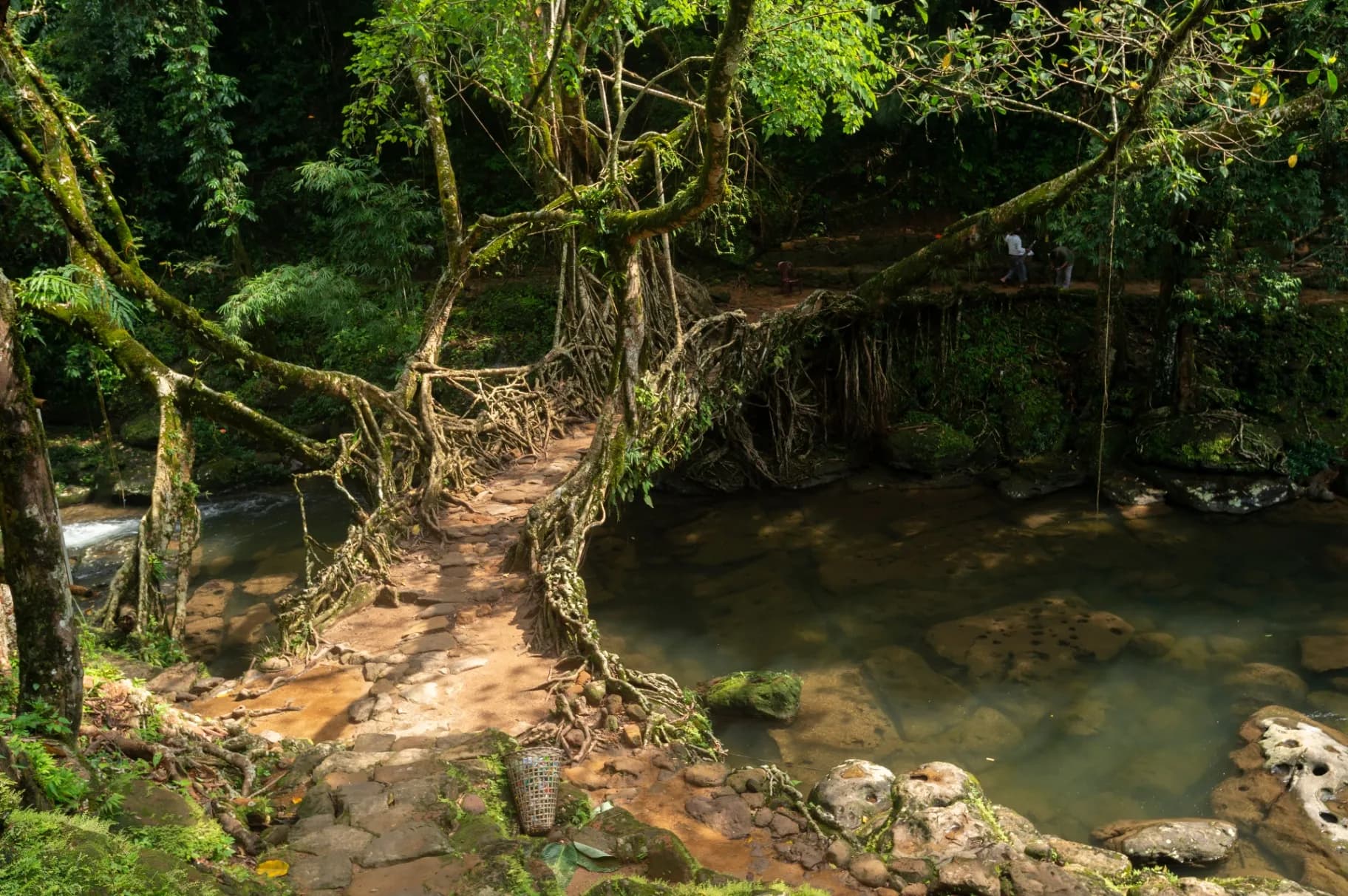 Living Root Bridge