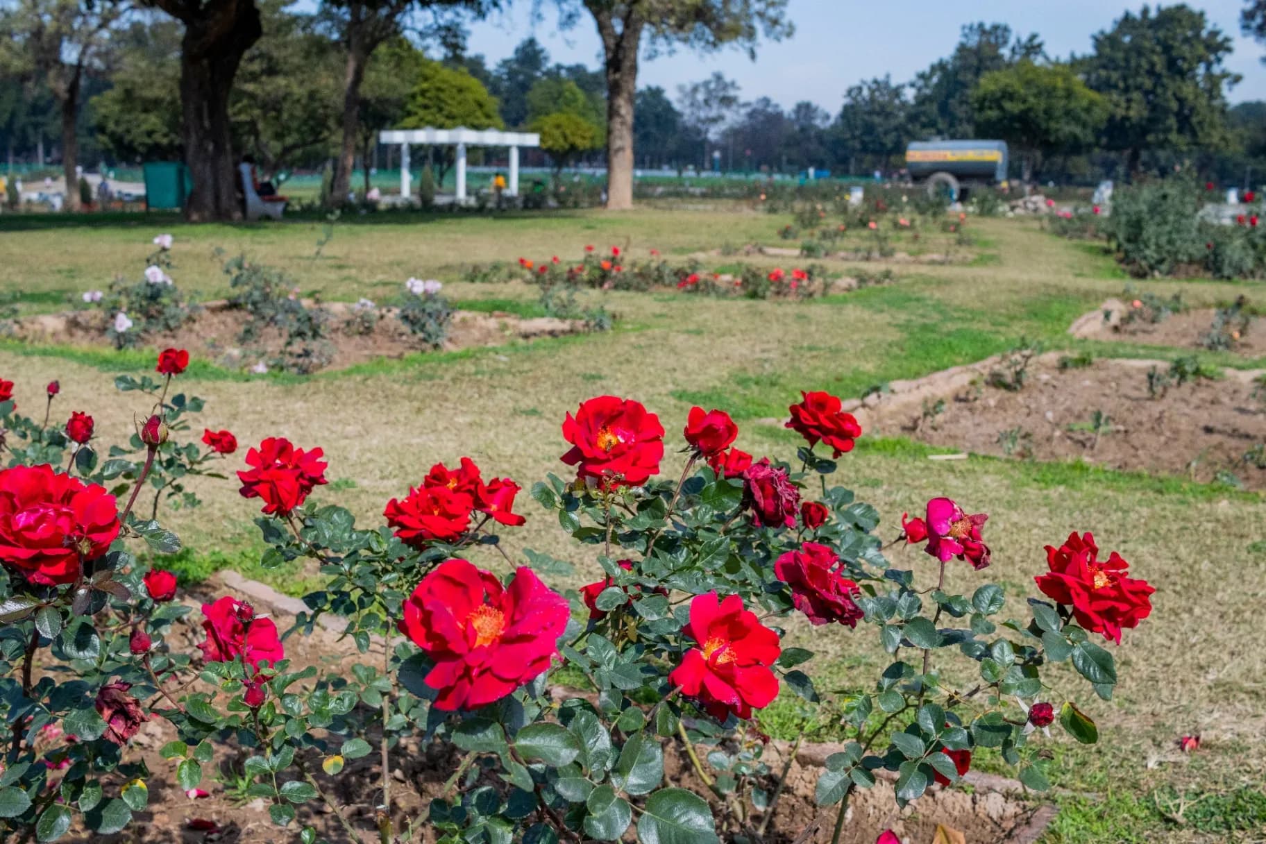 Rose Garden